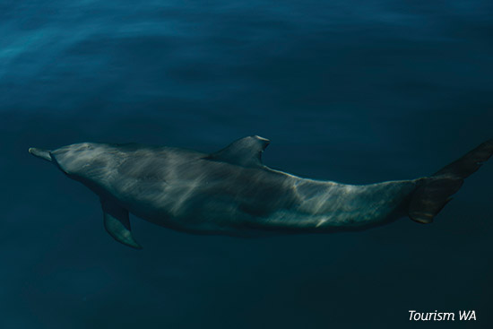 Monkey Mia Dolphin